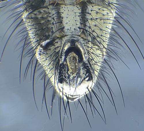 Hylemya vagans